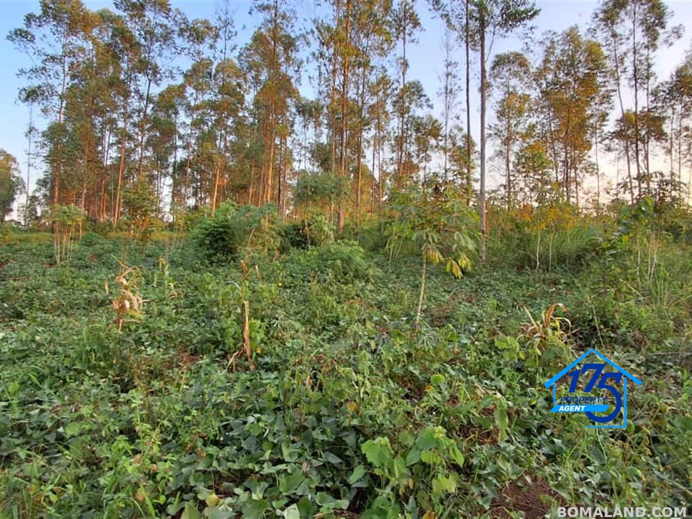 Residential Land for sale in Nkokonjeru Mukono Uganda