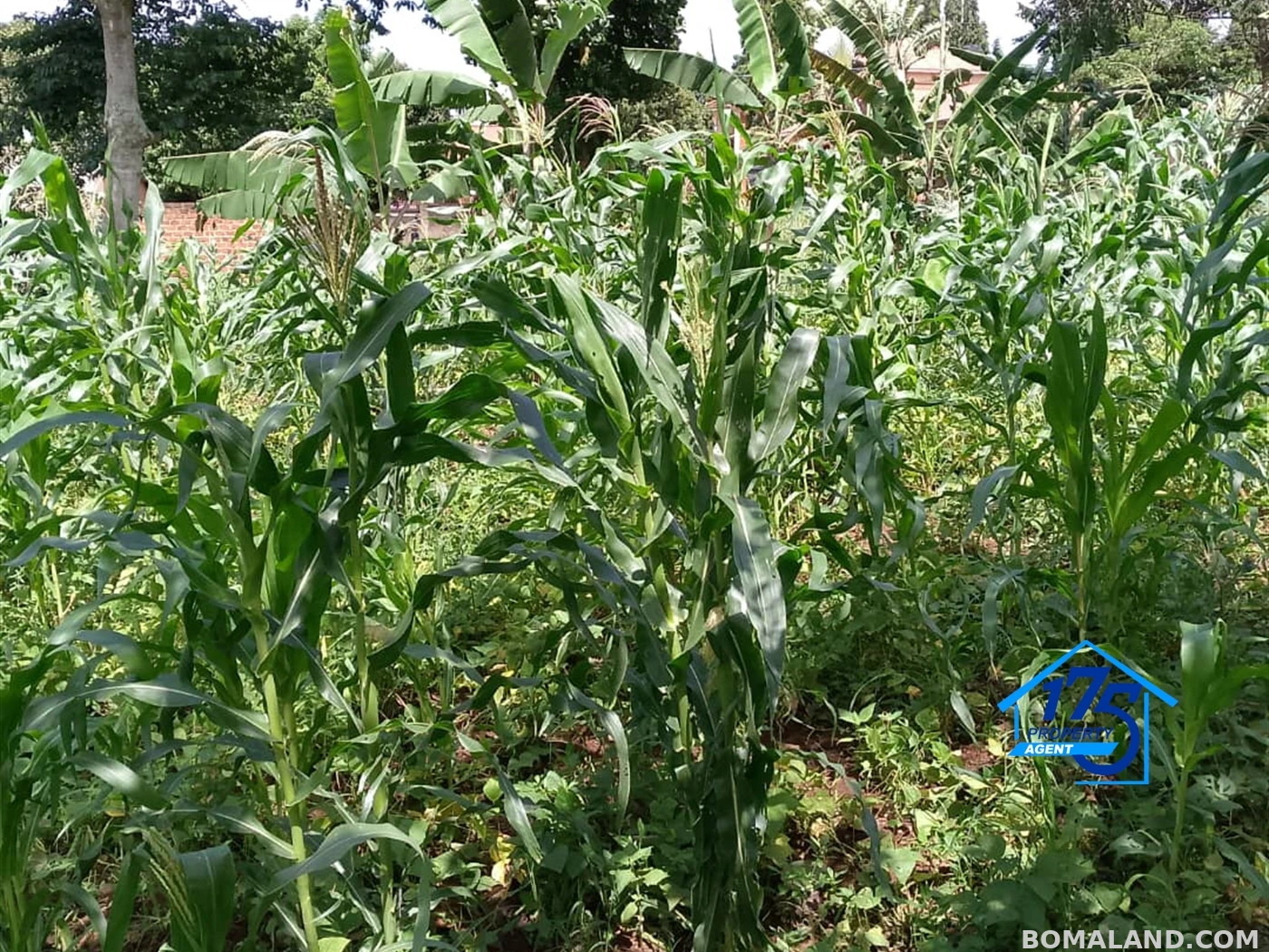 Residential Land for sale in Naalya Wakiso Uganda