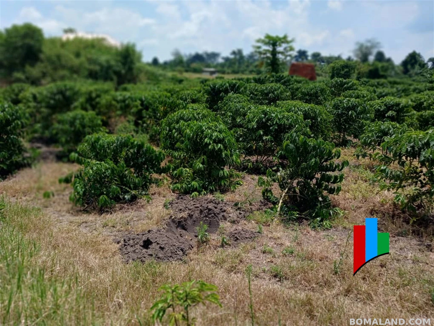 Agricultural Land for sale in Kiwoko Nakaseke Uganda