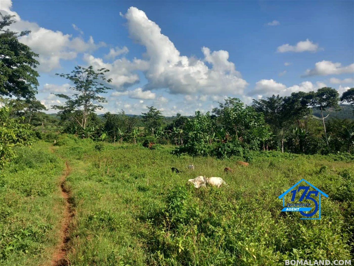 Agricultural Land for sale in Kisoga Mukono Uganda