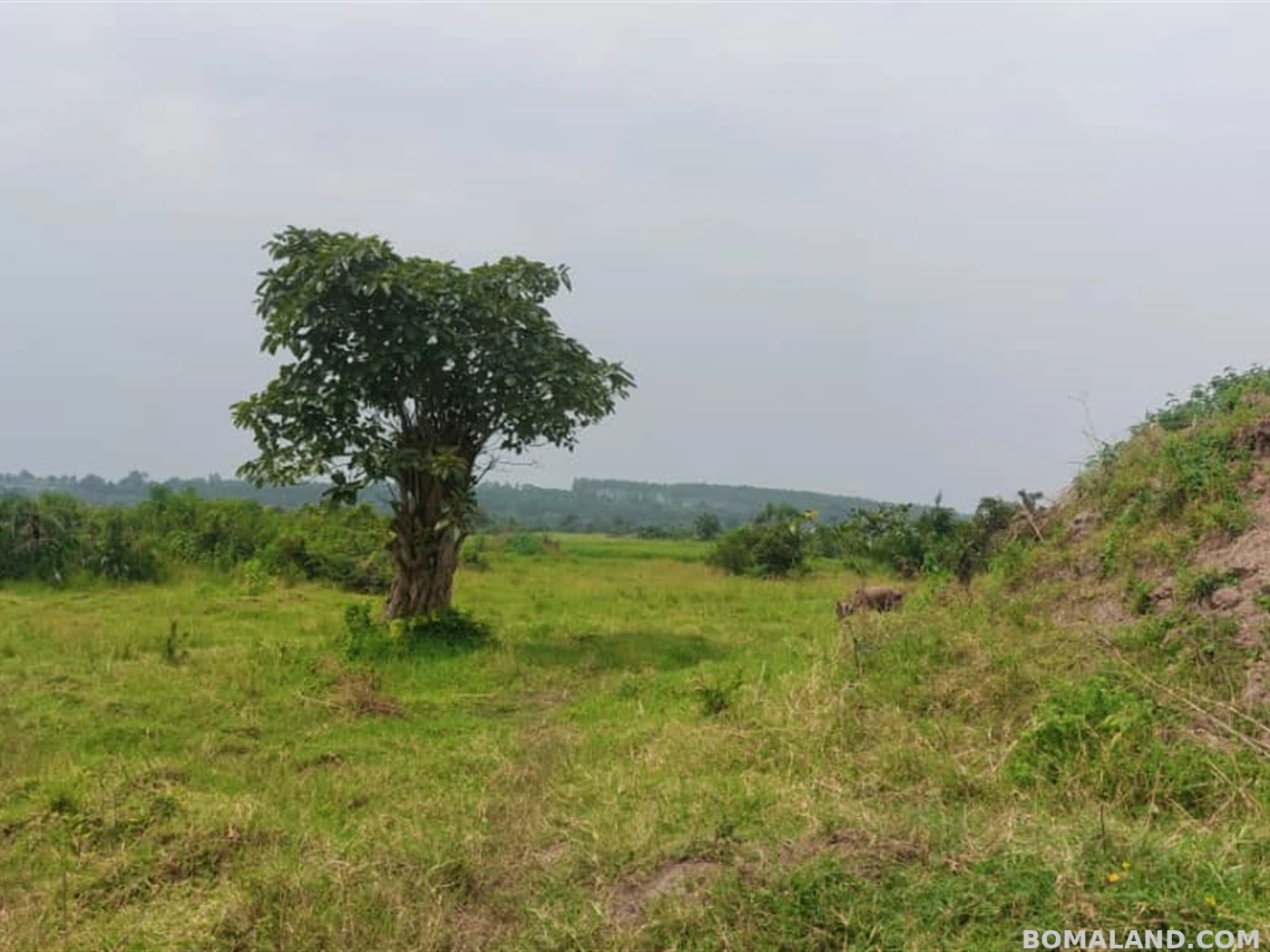Agricultural Land for sale in Kakoni Gomba Uganda