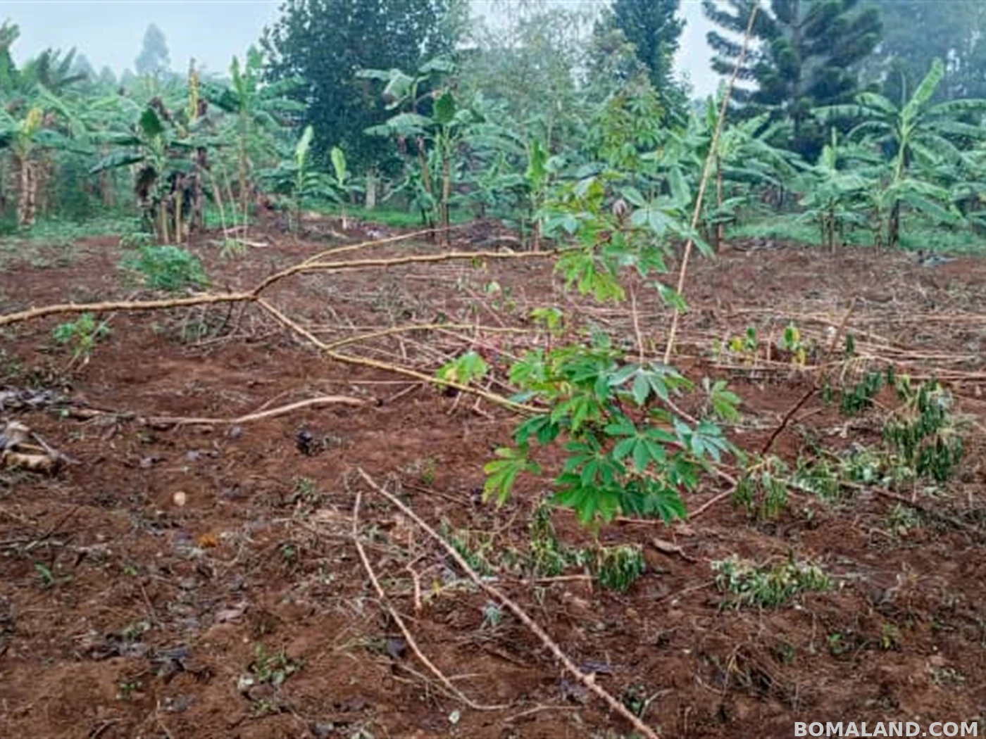 Residential Land for sale in Jjoggo Mukono Uganda