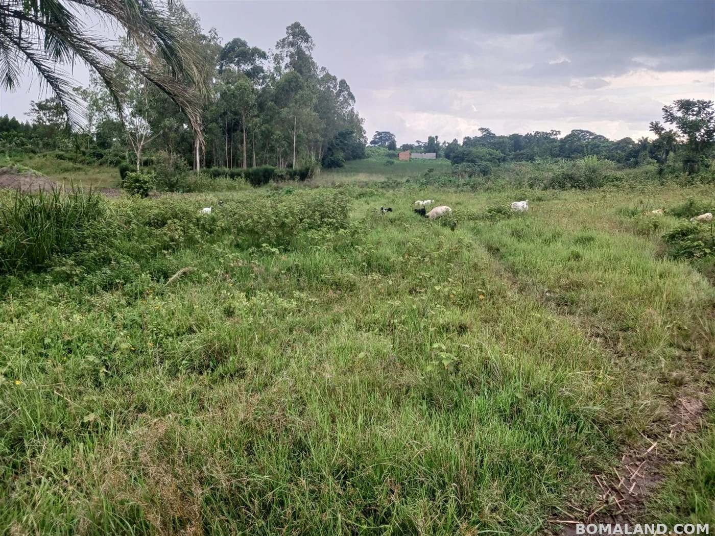 Recreational Land for sale in Ziloobwe Luweero Uganda