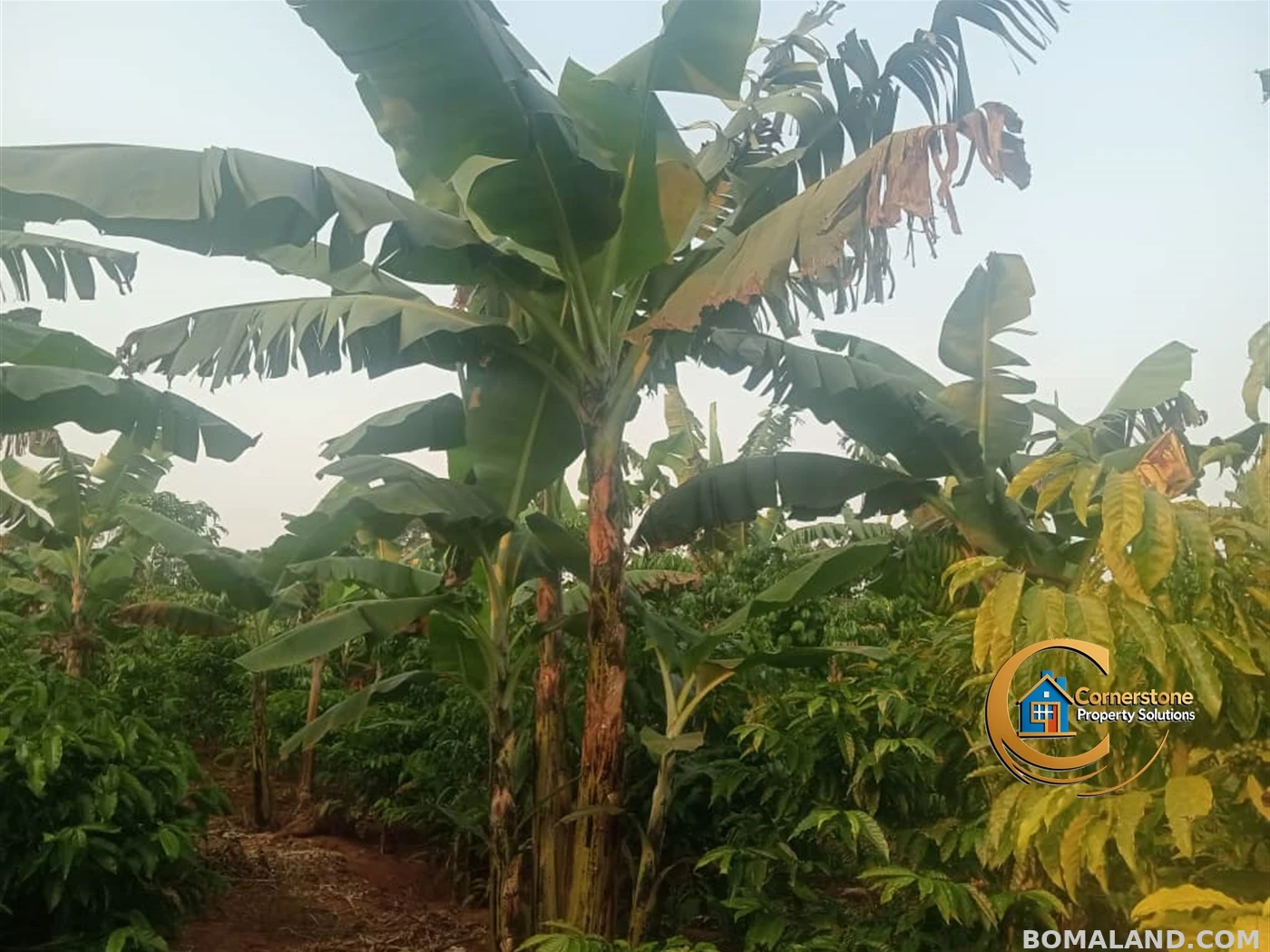 Agricultural Land for sale in Nakisunga Mukono Uganda