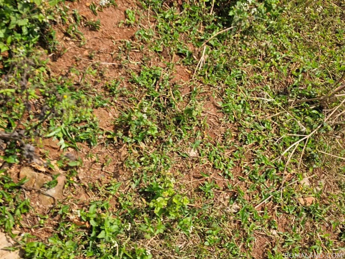Residential Land for sale in Bwelenga Wakiso Uganda