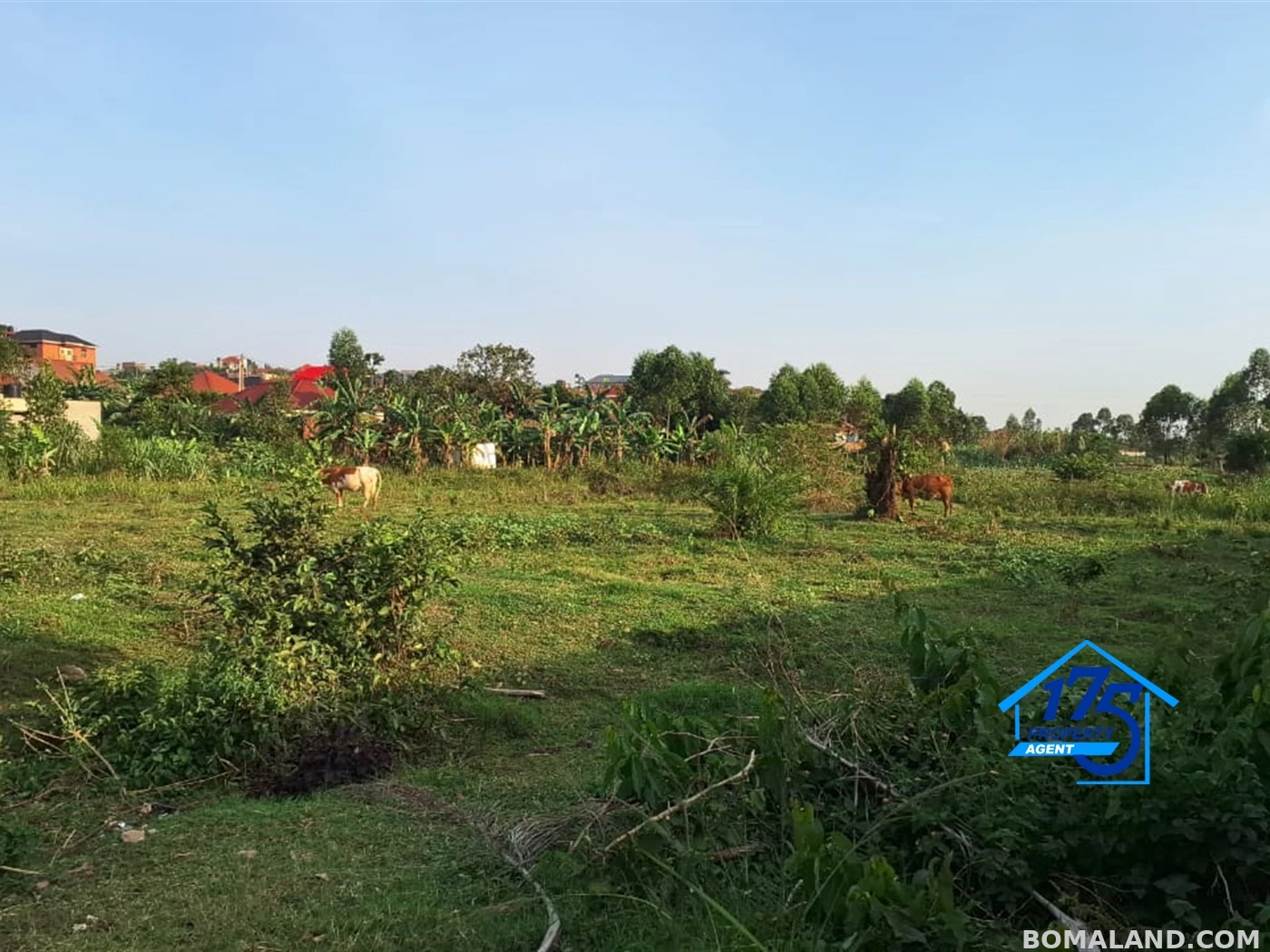 Residential Land for sale in Nabusugwe Wakiso Uganda