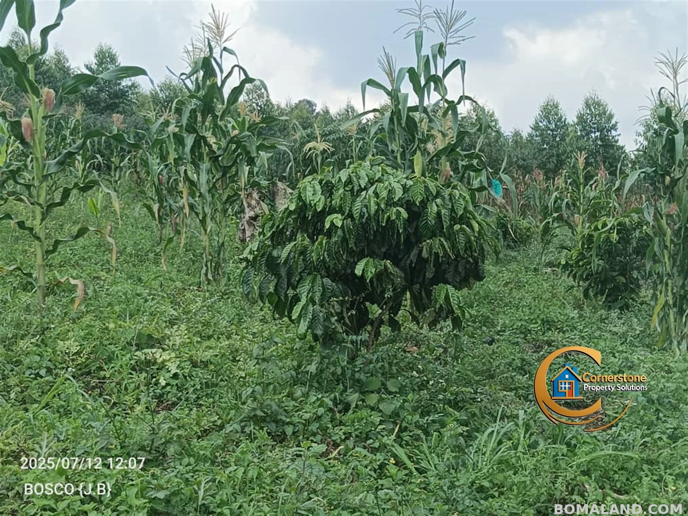 Agricultural Land for sale in Minana Mityana Uganda
