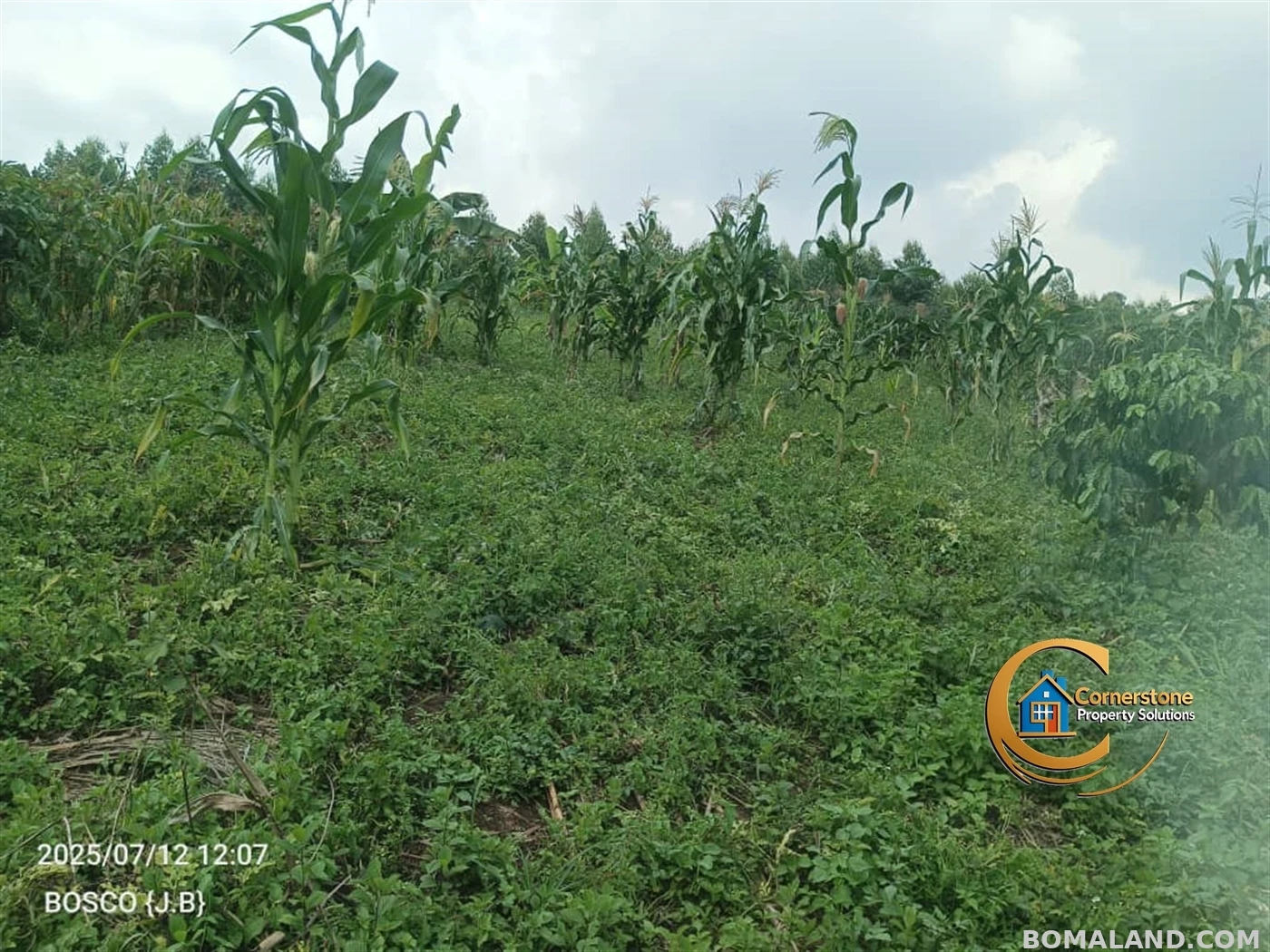 Agricultural Land for sale in Minana Mityana Uganda