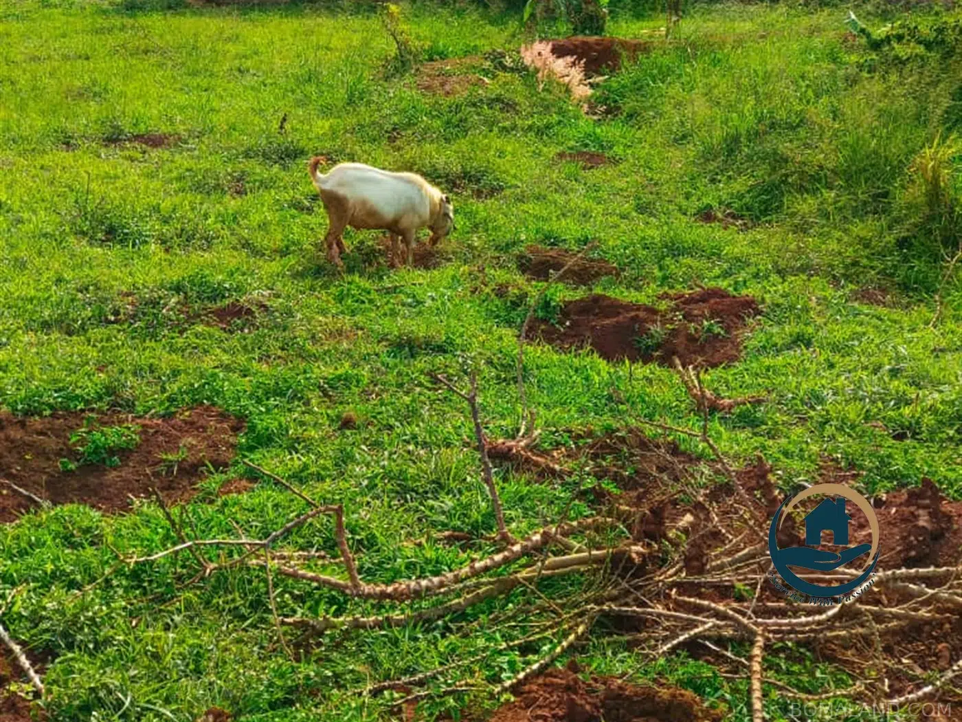 Residential Land for sale in Bwebajja Wakiso Uganda
