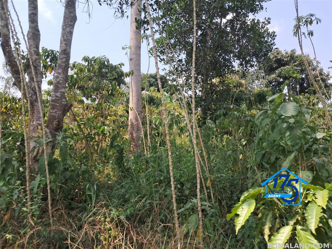 Residential Land for sale in Kikonge Mityana Uganda