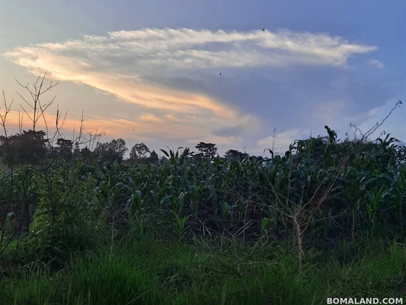 Agricultural Land for sale in Kiwoko Luweero Uganda