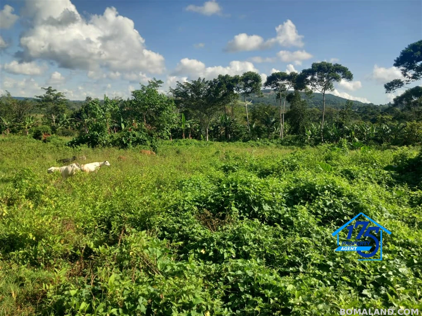 Agricultural Land for sale in Kisoga Mukono Uganda