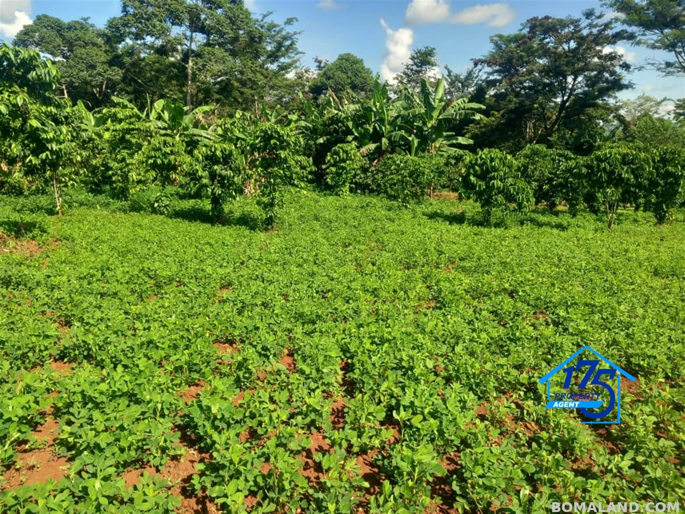 Agricultural Land for sale in Kisoga Mukono Uganda