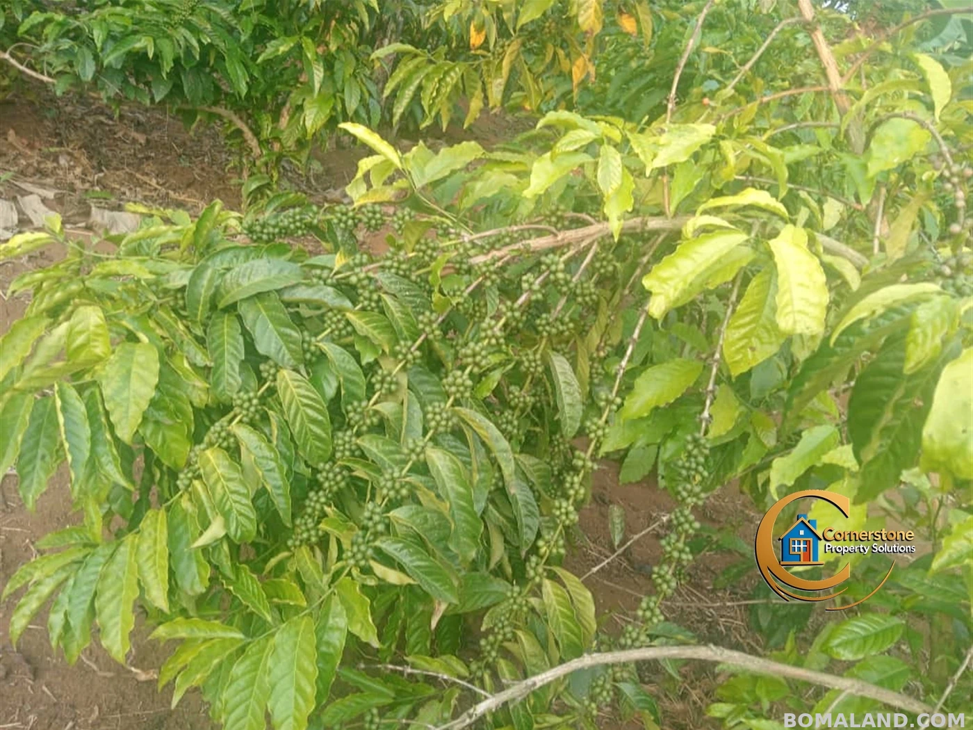 Agricultural Land for sale in Nakisunga Mukono Uganda