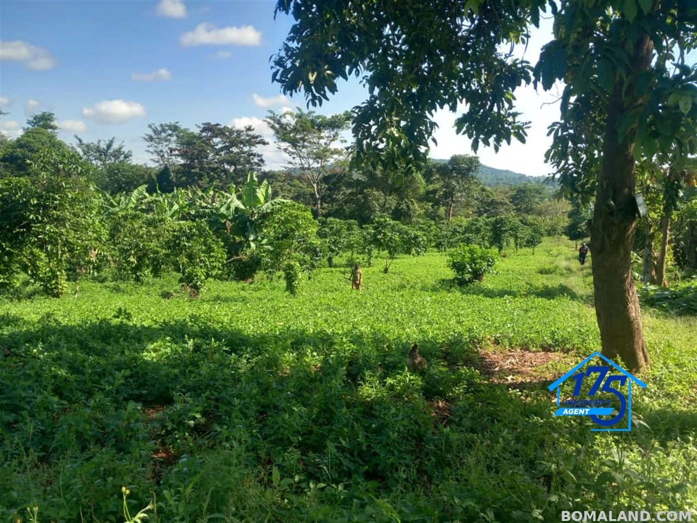 Agricultural Land for sale in Kisoga Mukono Uganda