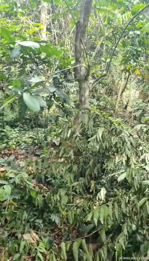 Agricultural Land for sale in Kyesiiga Kyotera Uganda