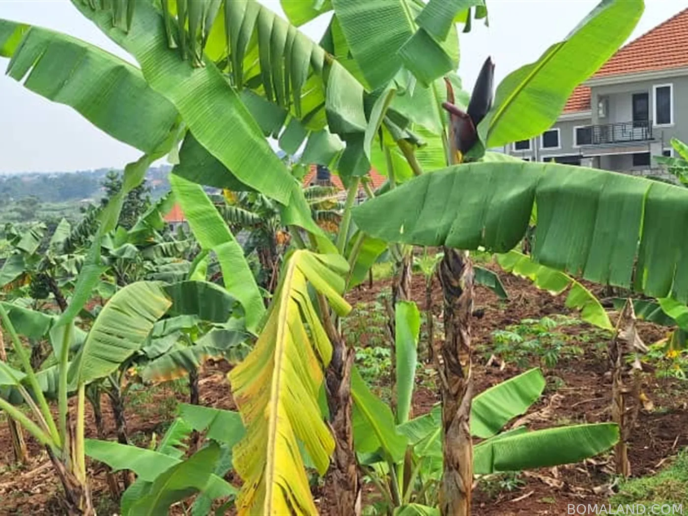 Residential Land for sale in Buwaate Wakiso Uganda