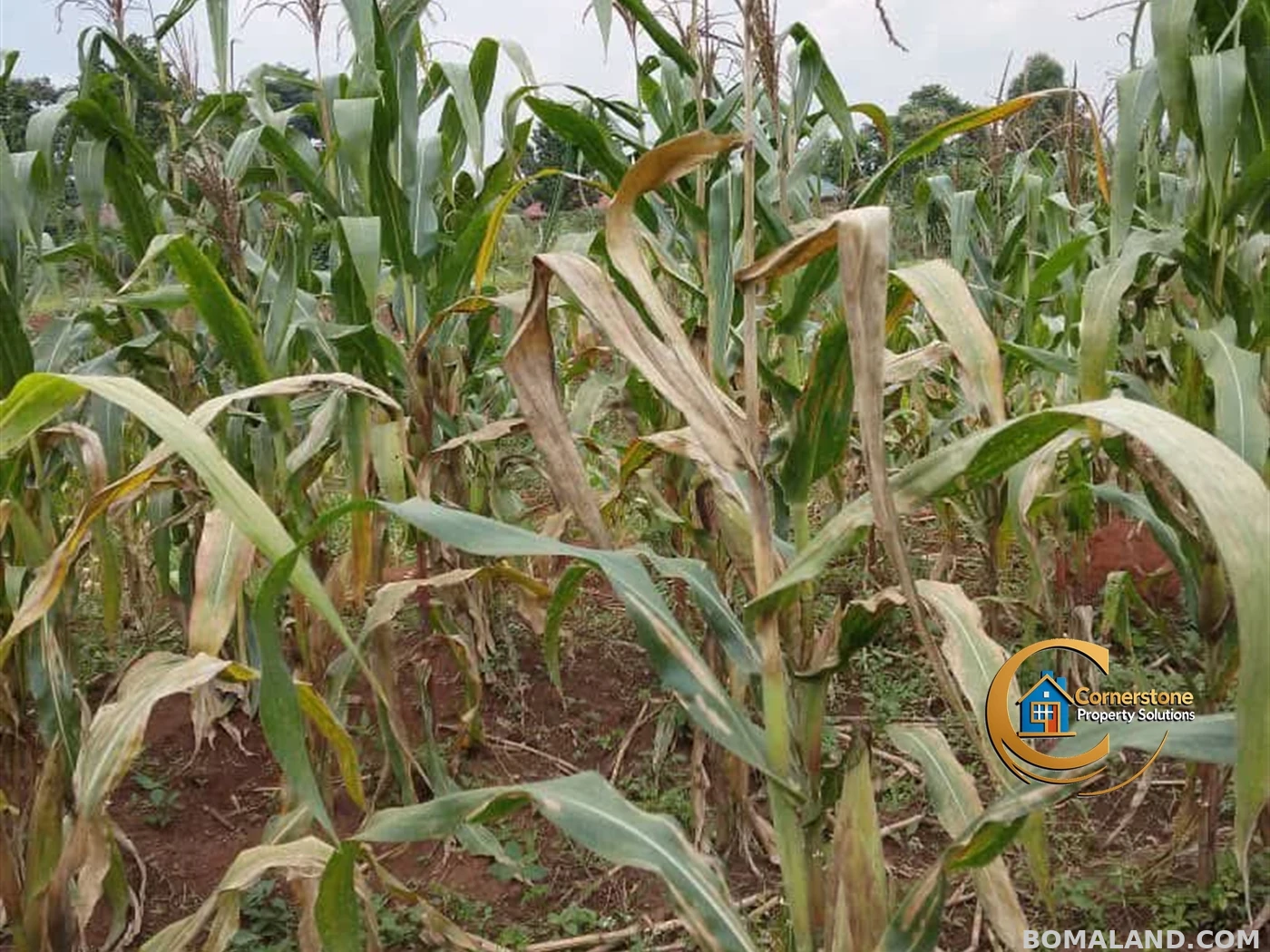 Agricultural Land for sale in Kiyunga Mukono Uganda