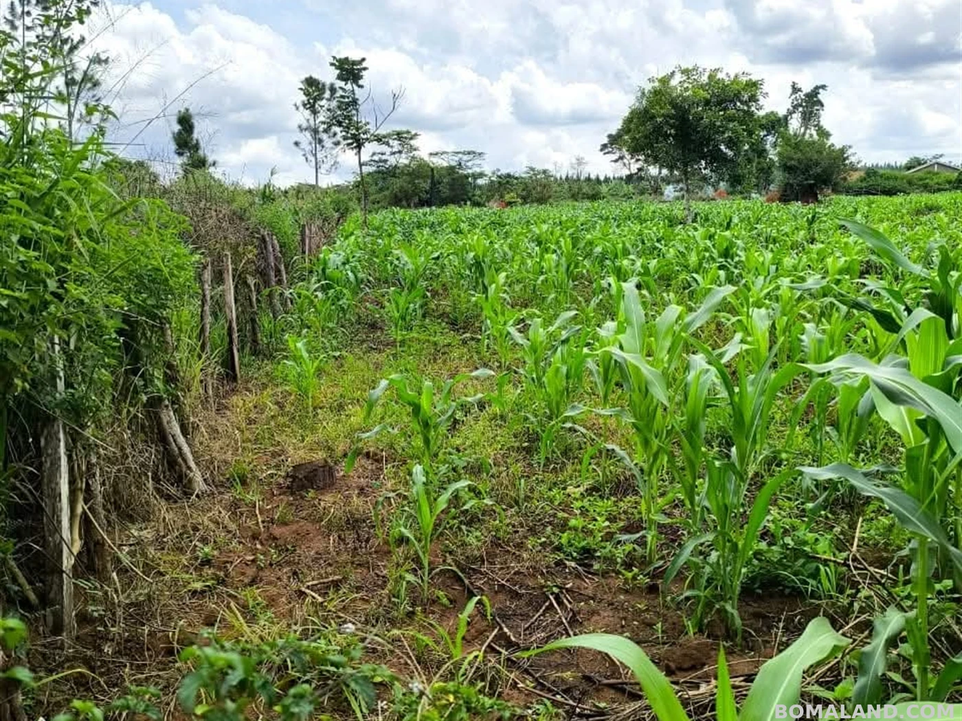 Agricultural Land for sale in Kiwoko Luweero Uganda