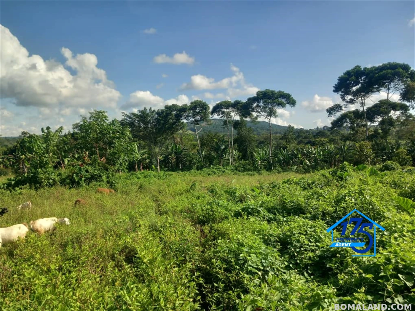 Agricultural Land for sale in Kisoga Mukono Uganda