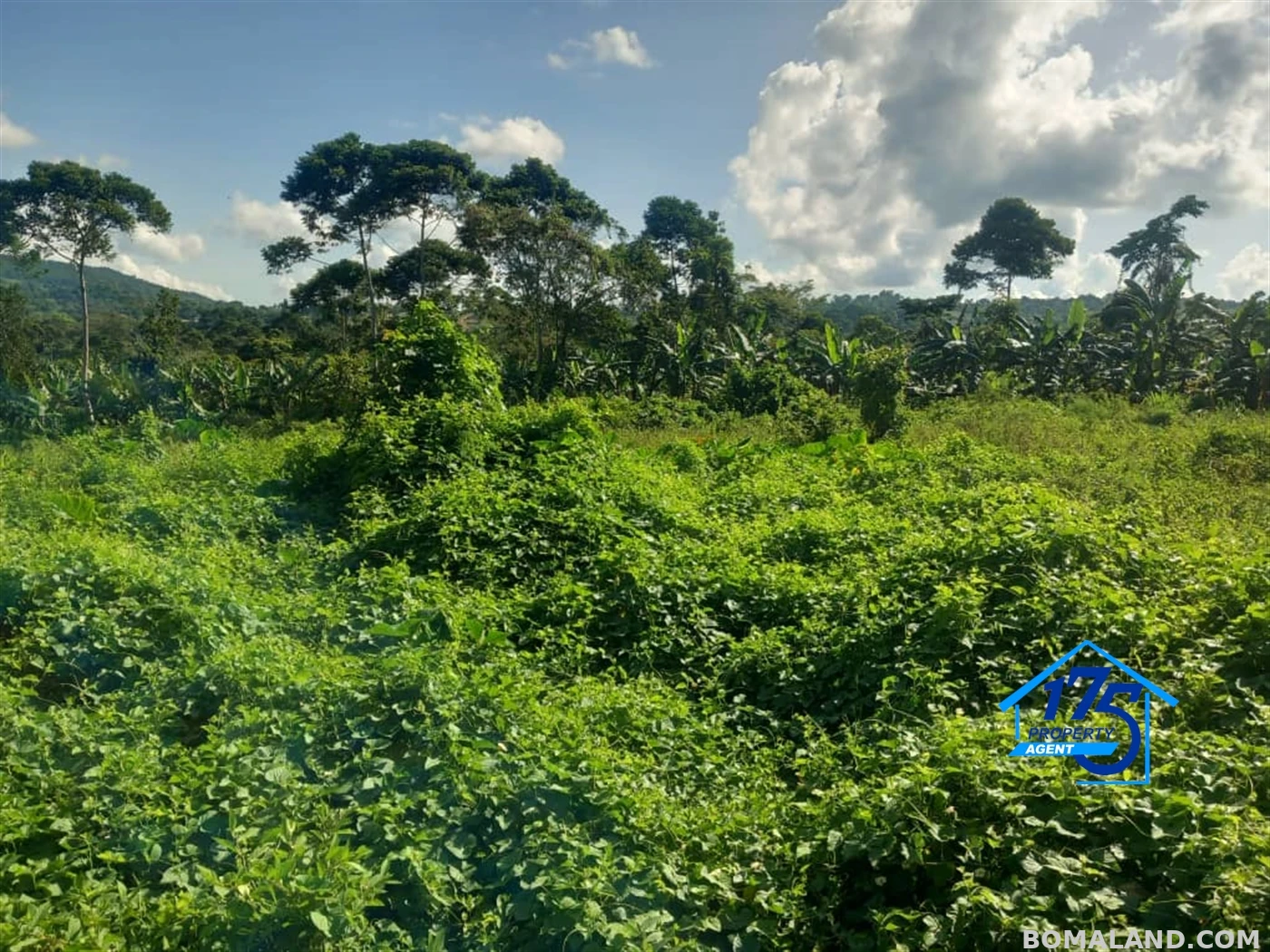Agricultural Land for sale in Kisoga Mukono Uganda