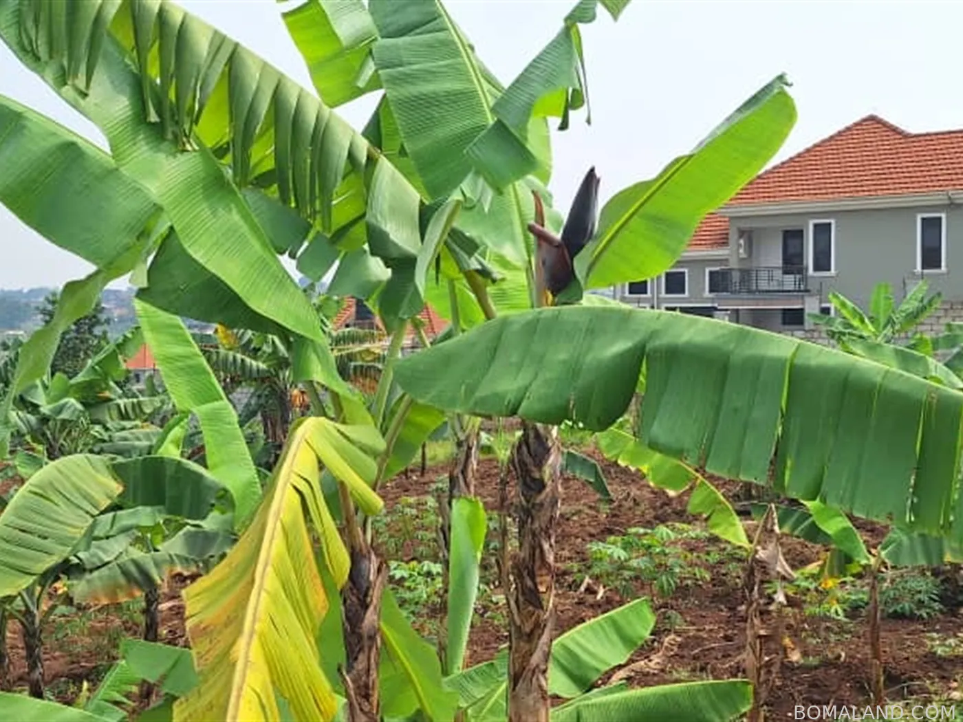 Residential Land for sale in Buwaate Wakiso Uganda